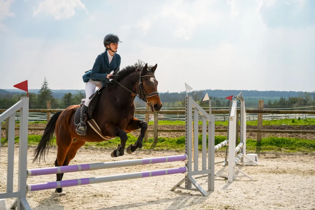 Galerie de vos concours équestres